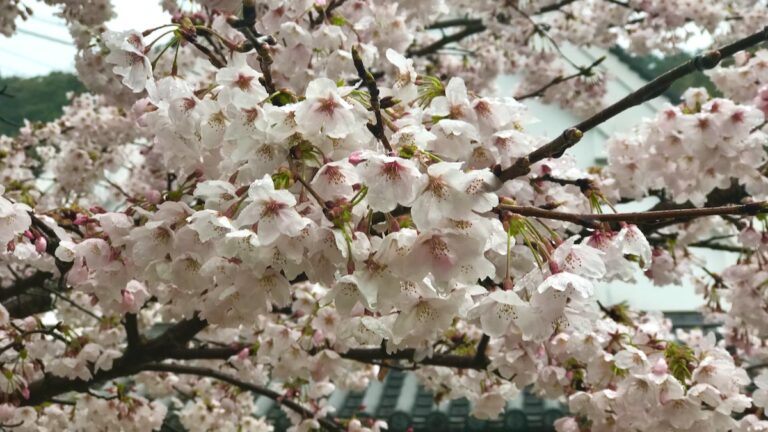 Top Places to View Cherry Blossoms in Nagoya City